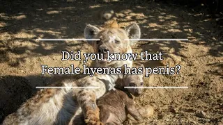 Did you know that female hyenas give birth through their penis?