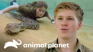 Robert se arriesga a nadar con una pitón reticulada | Los Irwin | Animal Planet