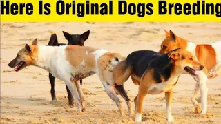 Short Film Of Dog Mating|Dogs Breeding|Many Dogs Mating|They Are Locked 🔒😅|Male & Female Dog Mating