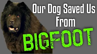 "Our Dog Saved Us From Bigfoot!" - Plus two more Encounters with the Big Guy!