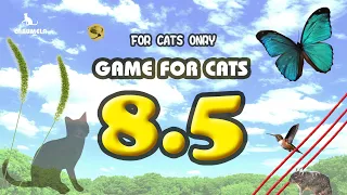 【CAT GAMES】MIX8.5 Butterfly, Foxtail, etc.30min.