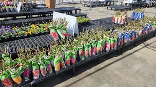 Walmart Spring 2024 Bare Root Roses selection. Great varieties and excellent prices!