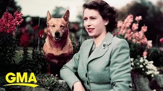 A brief, adorable history of Queen Elizabeth II’s royal corgis l GMA