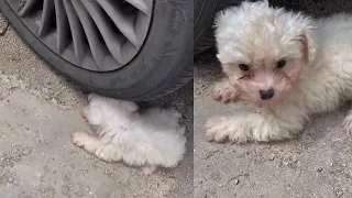 The puppy hid by the wheel, shaking and crying from cold and hunger