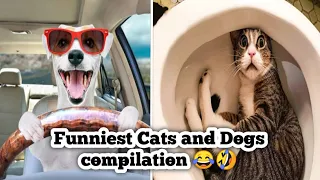 Funniest Animal Videos - Forget Stress and Laugh Hard with Funny Animals Life Compilation