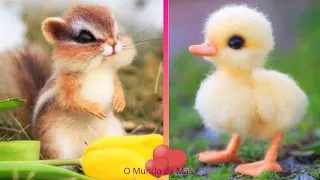 Baby Animals - Animais Bebes - Animais Fofos - Funny and Cute Baby Animals Videos Compilation