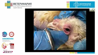 Орлов С.А. Промышленное птицеводство – настоящее и будущее.