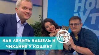 Как лечить кашель и чихание у кошек?