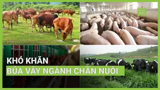 Lỗ chồng lỗ, khó khăn bủa vây ngành chăn nuôi | VTC16