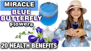 20 HEALTH BENEFITS of BLUE TERNATE PEA | BUTTERFLY PEA FlOWERS or CLITORIA TERNATEA | Lovekye 8