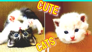 Cute Cats Vol.33 🤩 Funny Cat Videos 2021 😸 Cute Cat Videos 2021