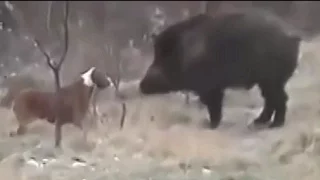 Pitbull vs wild boar. Hunting wild boar with pitbull.