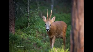 Klipp från min viltkamera - Trail cam in Sweden