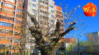 И даже пень в апрельский день...🌺