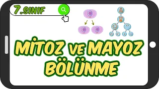 Mitoz ve Mayoz Bölünme / Yazılıya Hazırlık 🦠 7.Sınıf Fen #2023