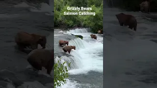 Nice one! Grizzly Bears Catching Salmon #grizzlybears #bearencounter #brookscamp