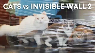 Cats vs Invisible Wall 2