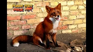 Good Morning, Foxy Mommy! We have missed u So Much ^.^