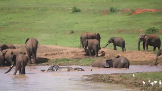 Arizona pan, Addo Elephant National Park