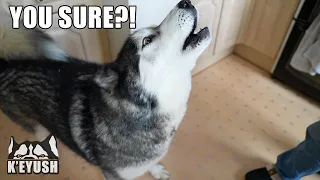 My Husky Argues With My Mum About His Best Friend Visiting!