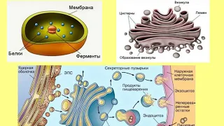 Аппарат Гольджи, лизосомы