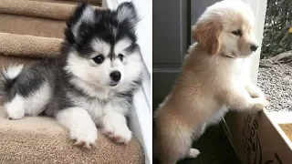 ♥Cute Puppies Doing Funny Things 2020♥ #21  Cutest Dogs