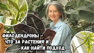 Филодендроны - что это за растения, и как найти к ним подход | секреты ухода за филодендронами