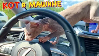 Кот за Рулём? 😱 24 Часа в МАШИНЕ с Котом Миллионом