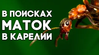 КАКИЕ МУРАВЬИ ЖИВУТ НА СЕВЕРЕ? В ПОИСКАХ МАТОК В КАРЕЛИИ! ВЫПУСК#1 "Лесные муравьи"  Димон и пумба