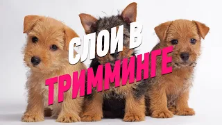 ТРИММИНГ СОБАК / КАК ОФОРМИТЬ СЛОИ В ТРИММИНГЕ / ПРЯМОЙ ЭФИР / GROOM SCHOOL