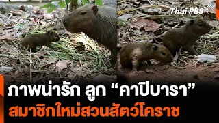 ภาพน่ารัก ลูก “คาปิบารา” สมาชิกใหม่สวนสัตว์โคราช | ทันข่าว | 22 พ.ค. 67