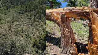 EF-2 tornado leaves path of destroyed trees in remote area of eastern Utah