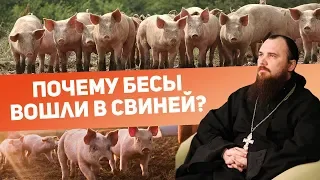 Почему бесы вошли в свиней? Священник Максим Каскун