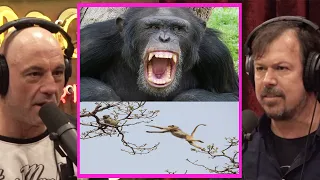 How Chimps Hunt & KILL Monkeys! | Joe Rogan & James Reed #jre