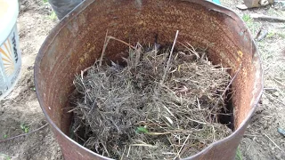 Выращивание огурцов в бочке.