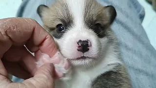 A week of firsts for these 4 week old Corgi puppies