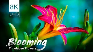 Blooming flower 8K video ultra hd | Timelapse 8k