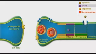 Adrenergic Synthesis And Metabolism animation