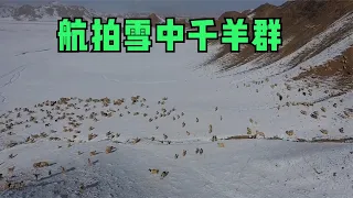 雪后的无人区真美，无人机航拍雪中放牧的1000只羊群，难得的景象【楼兰阿宁】