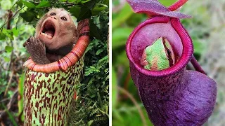 The Most Dangerous Plants That Eat Animals