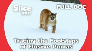 Looking For Locally Extinct Pumas in France | SLICE WILD | FULL DOCUMENTARY