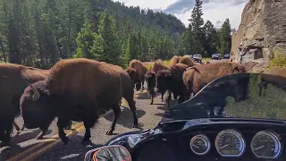 BIKER HAS TENSE ENCOUNTER WITH BISON | SCARY, UNUSUAL & ANGRY MOTO MOMENTS  Ep.108