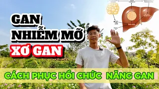 GAN NHIỄM MỠ - XƠ GAN LÀ DO ĐÂU?  CÁCH PHỤC HỒI CHỨC NĂNG GAN ĐỂ CÓ SỨC KHOẺ TỐT