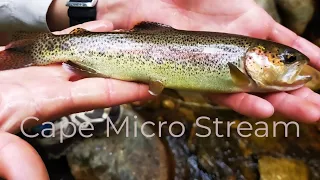 Cape Micro Stream with Zero Pressure - Fly Fishing for Trout (South Africa)