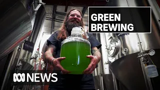 This algae's helping brew green beer. No, not that type of green beer | ABC News