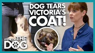 Victoria's Receives her Roughest Welcome in YEARS as her Coat is Torn! | It's Me or The Dog