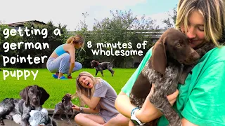 come with me to get a puppy vlog ❀ german short haired pointer puppy day in the life