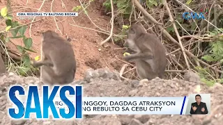 Mahigit 40 unggoy, dagdag atraksyon sa tinatayong rebulto sa Cebu City | Saksi