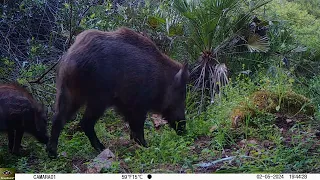 Fototrampeo de paloma torcaz, perdices rojas, garduña, tejón, jabalies y tórtola en un paso d fauna