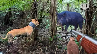 Close range Chaos! Wild Boar Hunt with Dogs! Intense Action Caught on Camera